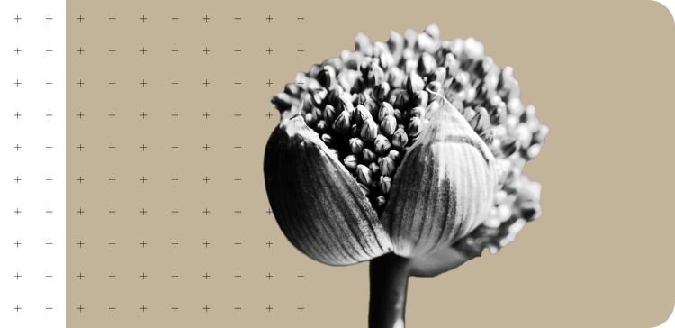 What is Biodiversity Net Gain (BNG)?